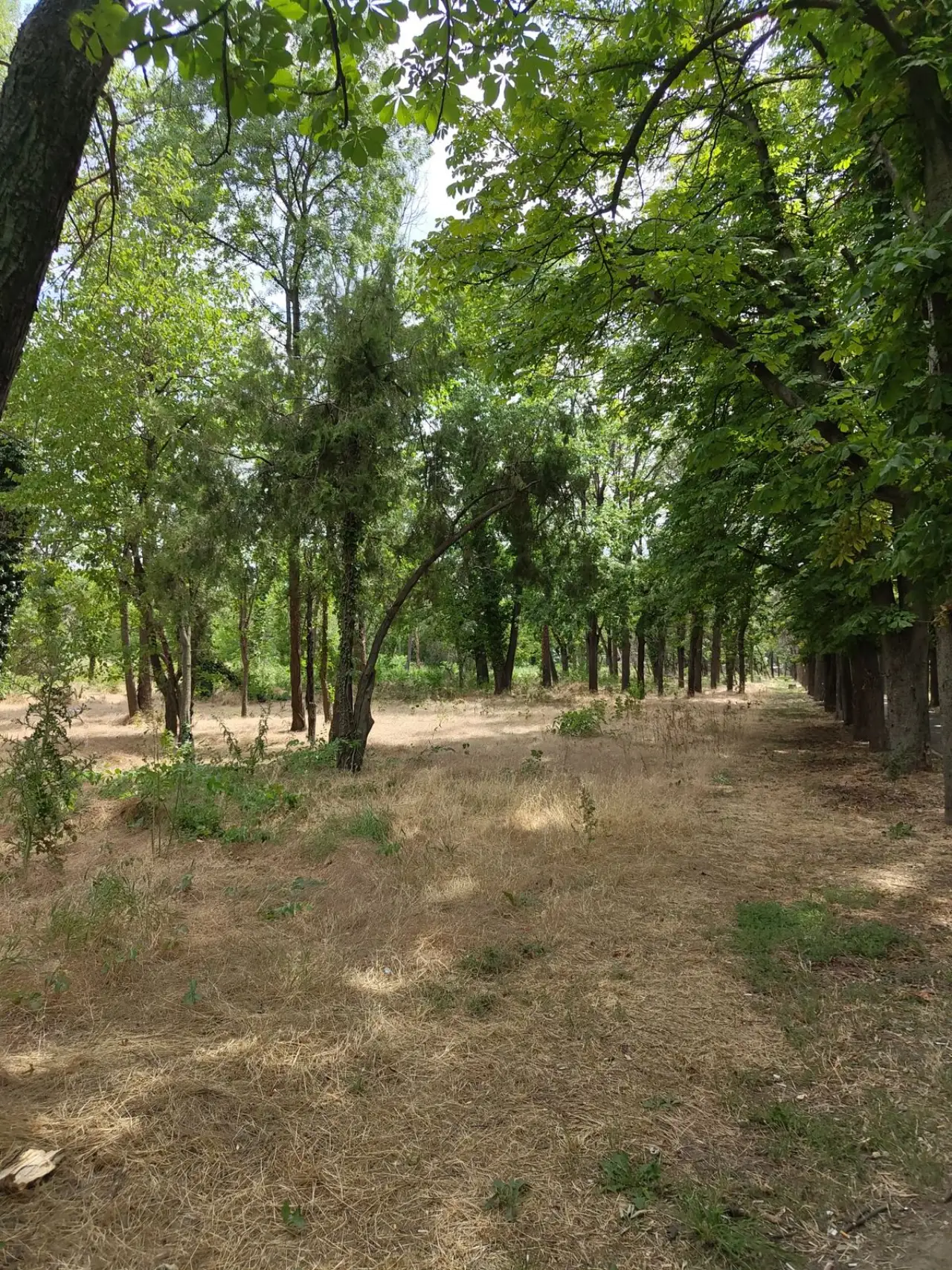 AUTUMN FADE (FINAL WEEK)